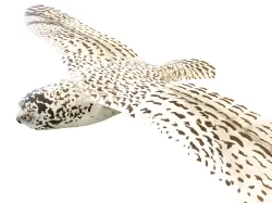 Snowy Owl Stencils and Patterns