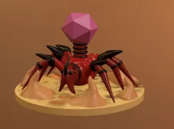 Spider phase