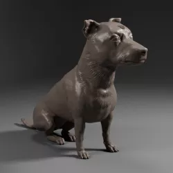 Terrier Dachshund SRD - DOG PET 03