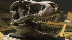 Tyrannosaurus (T-rex) realistic skull