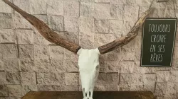 Unique Buffalo Skull! 🌟