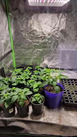 Vase Mode 2 Gallon and 4 Inch Pots (8L/10cm)