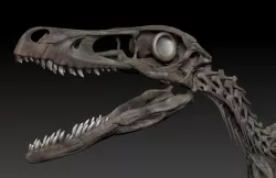 Velociraptor Skeleton - Full 3D Raptor dinosaur bones