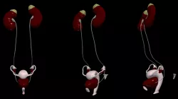 3D Model of Female Reproductive and Urinary System
