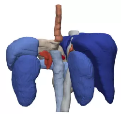 3D Model of Model of Abdominal Organs - generated from a real patient