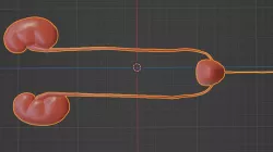 3D Model of Urinary System
