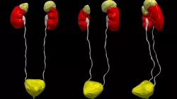 3D Model of Urinary System v2