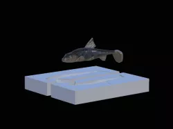 AM bait gudgeon / gobio gobio fish 10cm hoof form for predator fishing