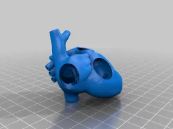 anatomical heart very good