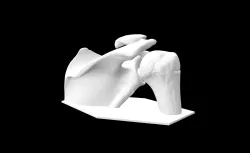 Anatomical Model - Right Shoulder Bone Joint