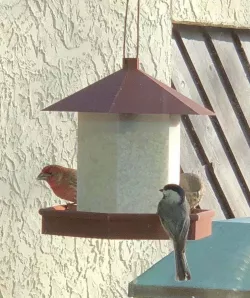 Bird Feeder