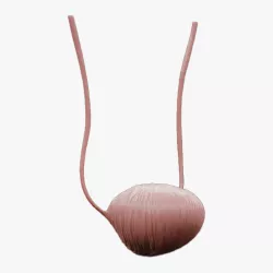 Bladder Anatomy