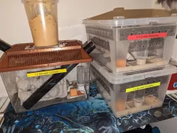 Cricket Keeper - Bug Pen - Insect Habitat Cage