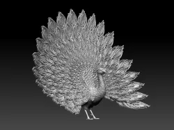 peacock