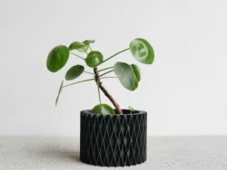 POT PLANT ZIGZAG