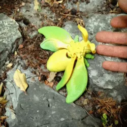 spongy moth (articulated, semi-realistic)