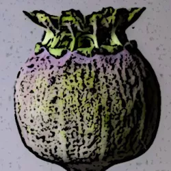 Tomb Walker Seed Pod