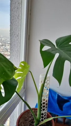 Tutor Monstera / Moss Pole