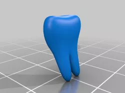 human tooth model