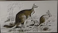 Kangaroos (Macropus Rufus) - Hueforge Print