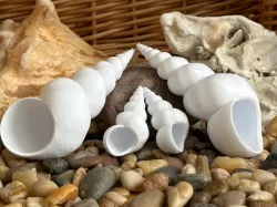 Turritellid Seashell 