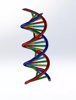 DNA model