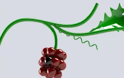 grapes