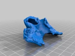 Right maxillary bone anatomical model