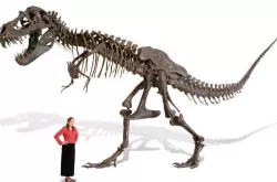 T-Rex Trellis Frame