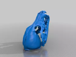 Copy of wolf skull head base