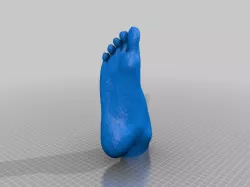 Human Foot