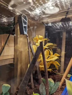Jumping spider hide