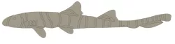 Bamboo Shark Wall Decoration
