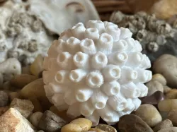 Barnacle Ball