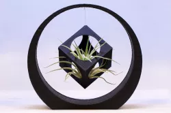 Floating cube planter in the ring (suits airplants)