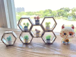 Wooden magnetic honeycomb display box