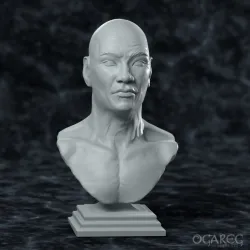 Academic Human Elder bust, presupported