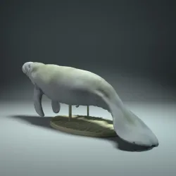 Manatee and Calf