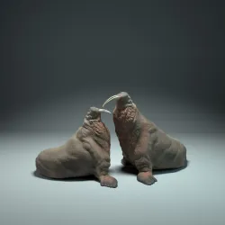 Walrus Fight