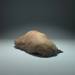 Walrus Sleep