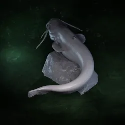 Wels Catfish Silurus glanis