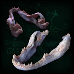 Alligator Skull (anatomically correct)