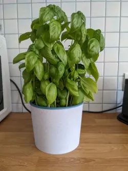 Basic Planter