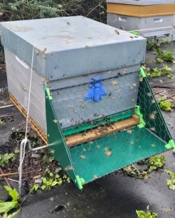 Entrance protection for bees