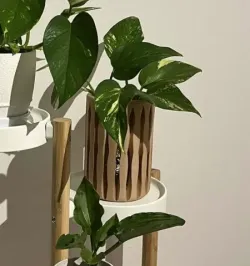 Plant Pot Vase 1