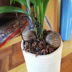 Plant Squirrel