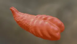 wi tongue female toy grinder