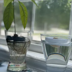 Avocado Float - grow Avocado from seed