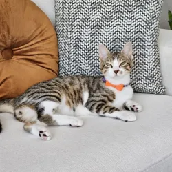Cat Bowtie