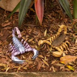 REALISTIC ARTICULATED SCORPION